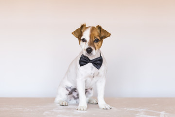 cute young dog over white background wearing a bowtie and looking at the camera. Pets indoors. Love for animals concept.