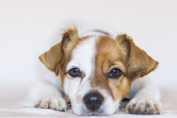 close up portrait of a cute young small dog over white background looking at the camera. Pets indoors.Love for animals concept.