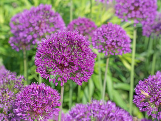 Alium, Zierlauch, Blüten