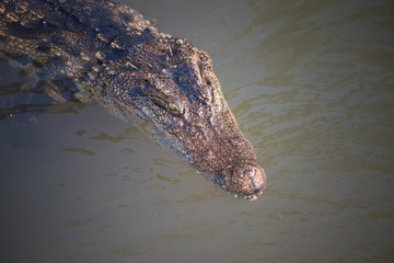 Crocodile