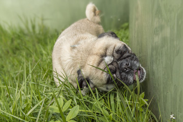 Hund - Mops frisst Gras