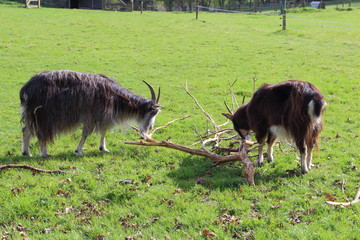 Chèvre des fossés au pré