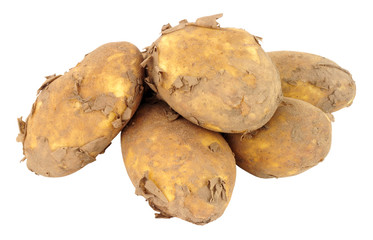 Group of dirty unwashed new potatoes isolated on a white background