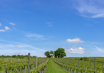 Fototapeta na wymiar Vineyards in Rhineland-Palatinate at Ingelheim Germany