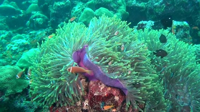 Anemone actinia and bright orange clown fish on seabed underwater of Maldives. Swimming in world of colorful wildlife. Inhabitants in search of food. Abyssal relax diving. Unique background.