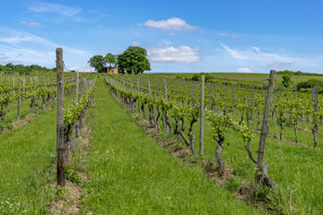 Fototapeta na wymiar Vineyards in Rhineland-Palatinate at Ingelheim Germany