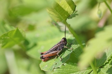 Black and orange grasshopper, Omocestus rufipes, in bright green spring grass and leaves
