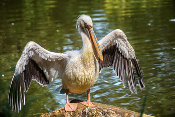 Pelican portrait