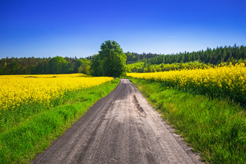 Road through yellow rapeseed field under blue sky in Poland