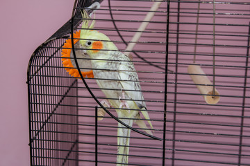 Parrot in the cage