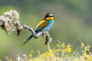 Fototapeta premium merops apiaster