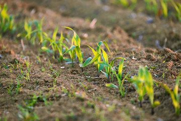 young  corn plants