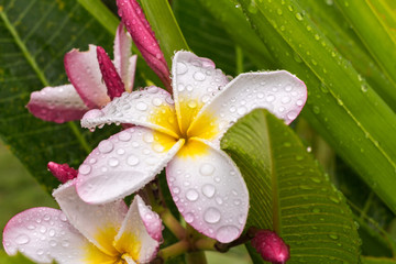 The flower of Frangipana. Morning dew. Freshness and tenderness of dawn. Natural cosmetic. Large drops of macro.