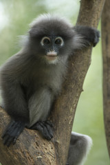 Dusky leaf monkey, Dusky langur or Spectacled langur at kaeng krachan national  park Thailand