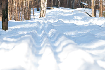 Forest pathway in winter