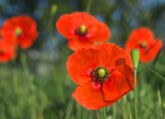 Red field poppies grow in the green grass, summer morning