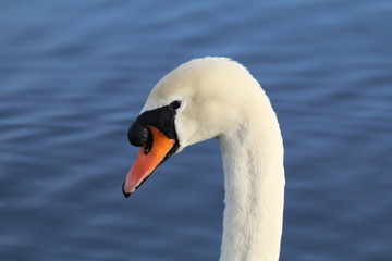 Swan head closeup