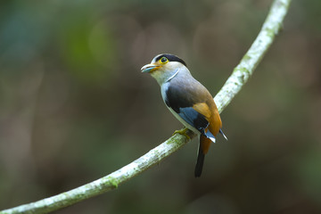 Silver-breasted Broadbill ,Beautiful bird in nature
