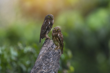 Asian barred owlet