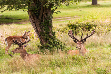 Deer in Richmond Park near London