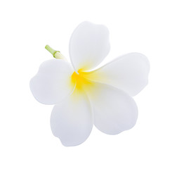 Fototapeta na wymiar frangipani flower isolated white background