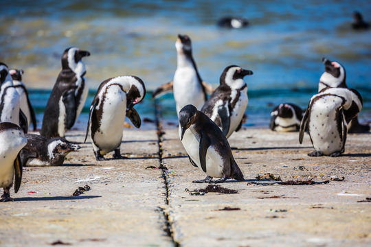  African penguins on the Atlantic coast