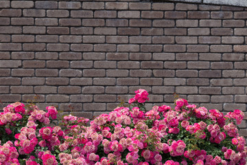 レンガの壁とバラの花