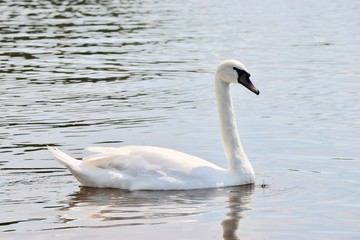 Swan