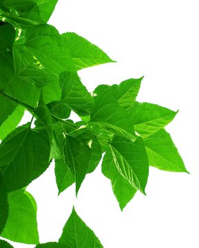 Mulberry or Morus Leaves on White Background
