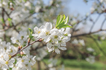 White Apple beautiful flowering apple tree blooming