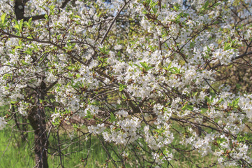 Fototapeta na wymiar White Apple beautiful flowering apple tree blooming