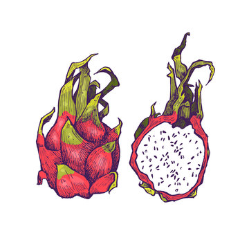 Delicious exotic hand drawn vector fruits