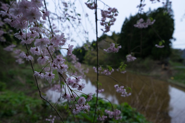 田んぼと枝垂れ桜