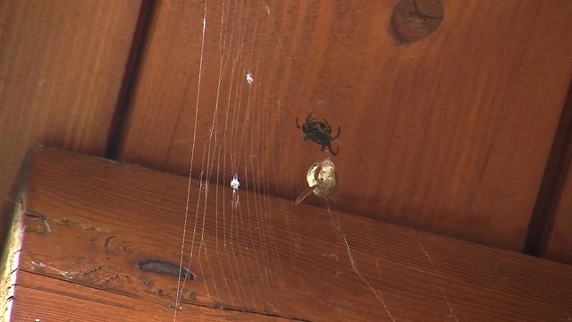 Eine schwarze Spinne versucht ihre Beute (ein Falter) im Spinnennetz zu umgarnen