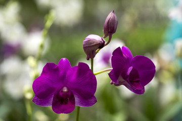 Group of purple orchid on garden background