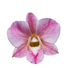 The blooming of pink orchid on white background