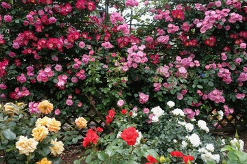 五月のバラ