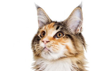 Obraz premium Portrait cat