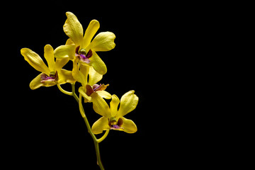Fototapeta na wymiar The veritcal image of Yellow orchid on black background