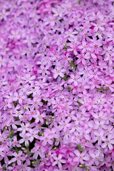 Blooming phlox in the flower bed.