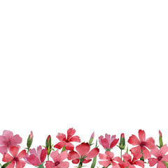 Wildflower carnation flower frame in a watercolor style isolated.