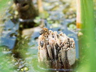 Biene beim trinken - durst löschen