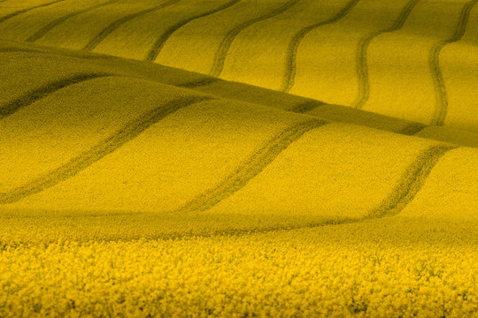 Texture With Rape.Yellow Wavy Rapeseed Field With Stripes.Corduroy Summer Rural Landscape In Yellow Tones.Yellow Rapeseed Field With Wavy Abstract Landscape Pattern.Nature background