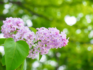北海道のライラックの花