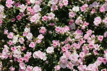 Obraz premium 小さなピンクの薔薇