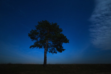 Fototapeta na wymiar Coniferous tree on a background of the night star sky. The landscape is photographed by moonlight.