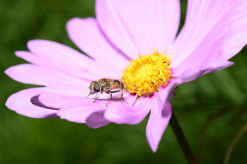 A bee on the pink flowers
