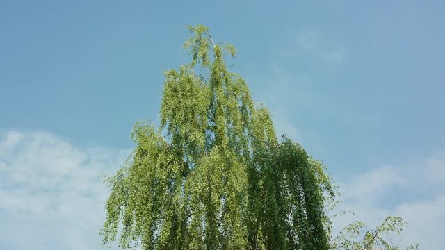 Birtch tree against a blue sky background. Medium dolly shot