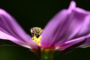 A bee on the pink flowers