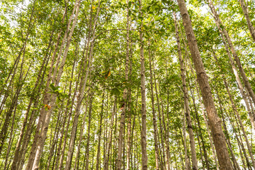 Mangrove forest